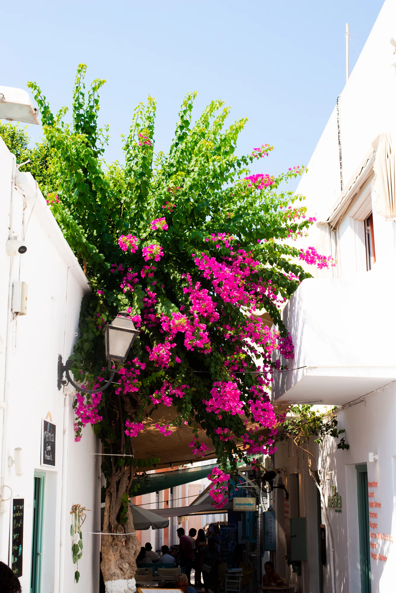 flowers in the greek islands